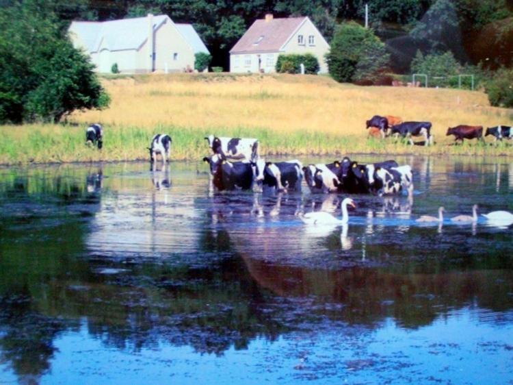 Engelsholm Bed&Breakfast Bredsten  Exteriör bild